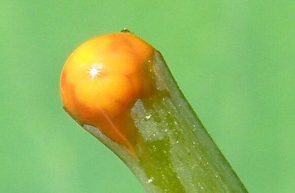 Eigenschaften von Schöllkraut bei der Behandlung von Papillomen